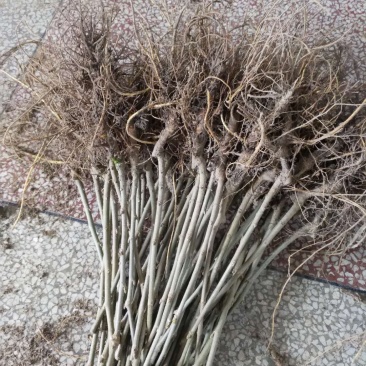 无籽大十果桑苗现已大量出售（基地直销现挖发货）