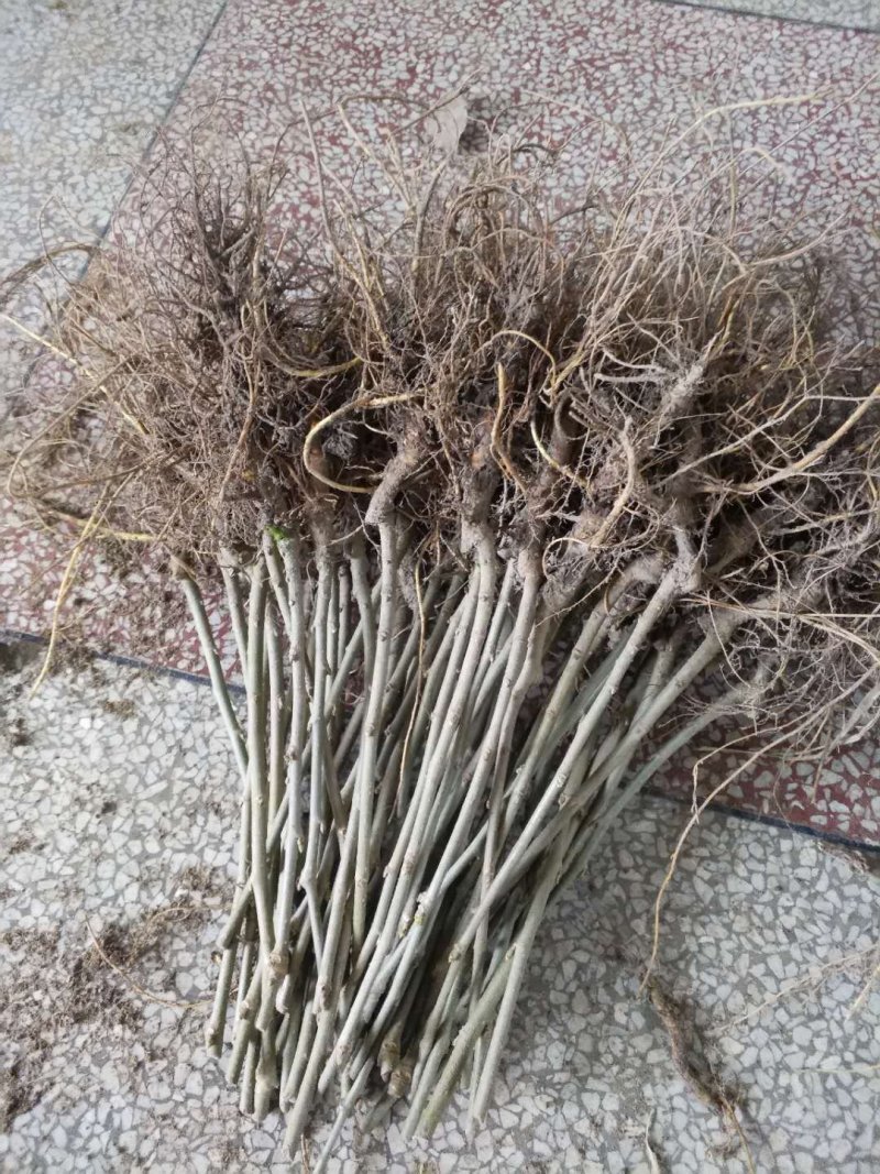无籽大十果桑苗现已大量出售（基地直销现挖发货）