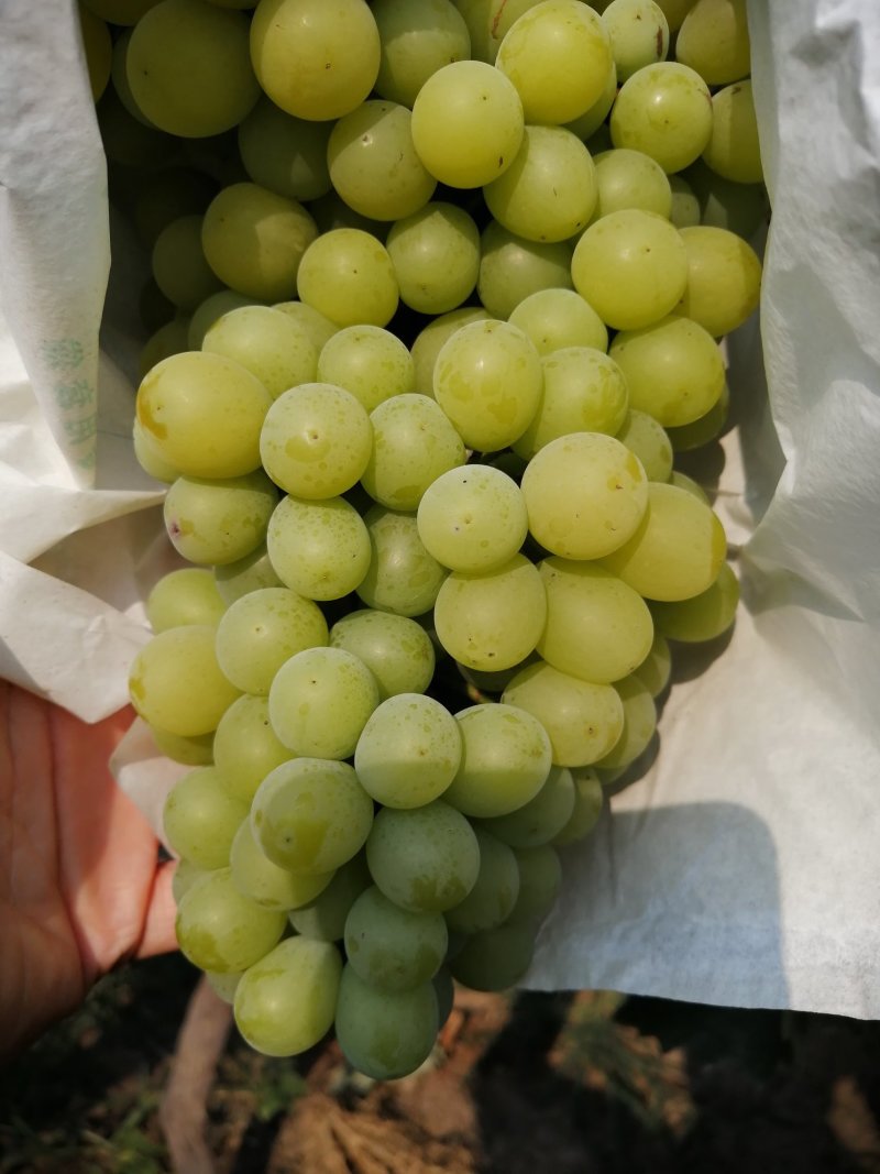 阳光玫瑰