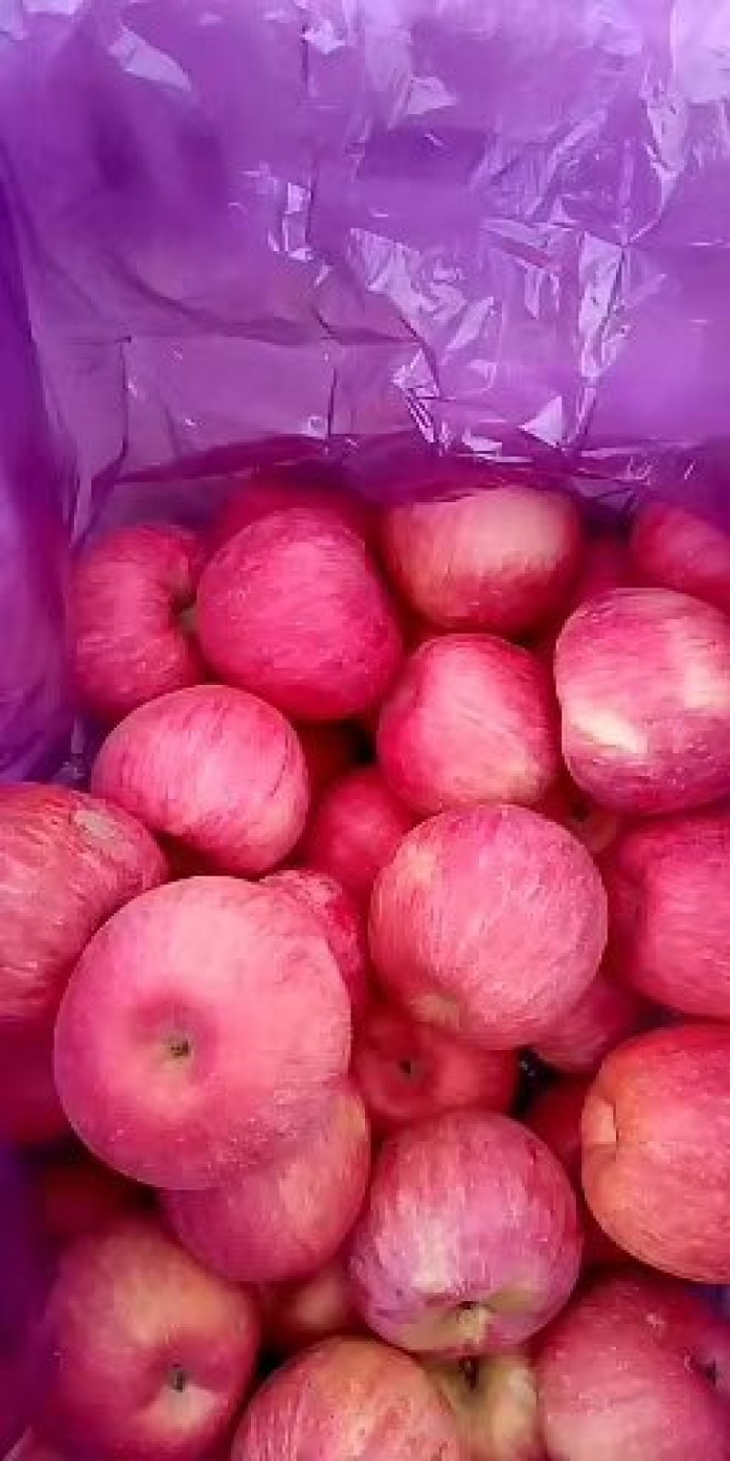 绥中县纸袋寒富苹果大量上市供应全国客商采购