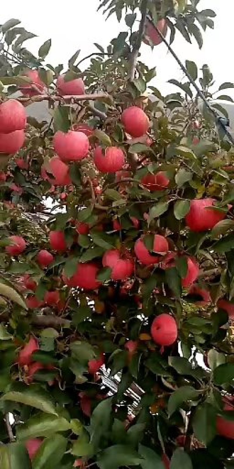 绥中县纸袋寒富苹果大量上市供应全国客商采购