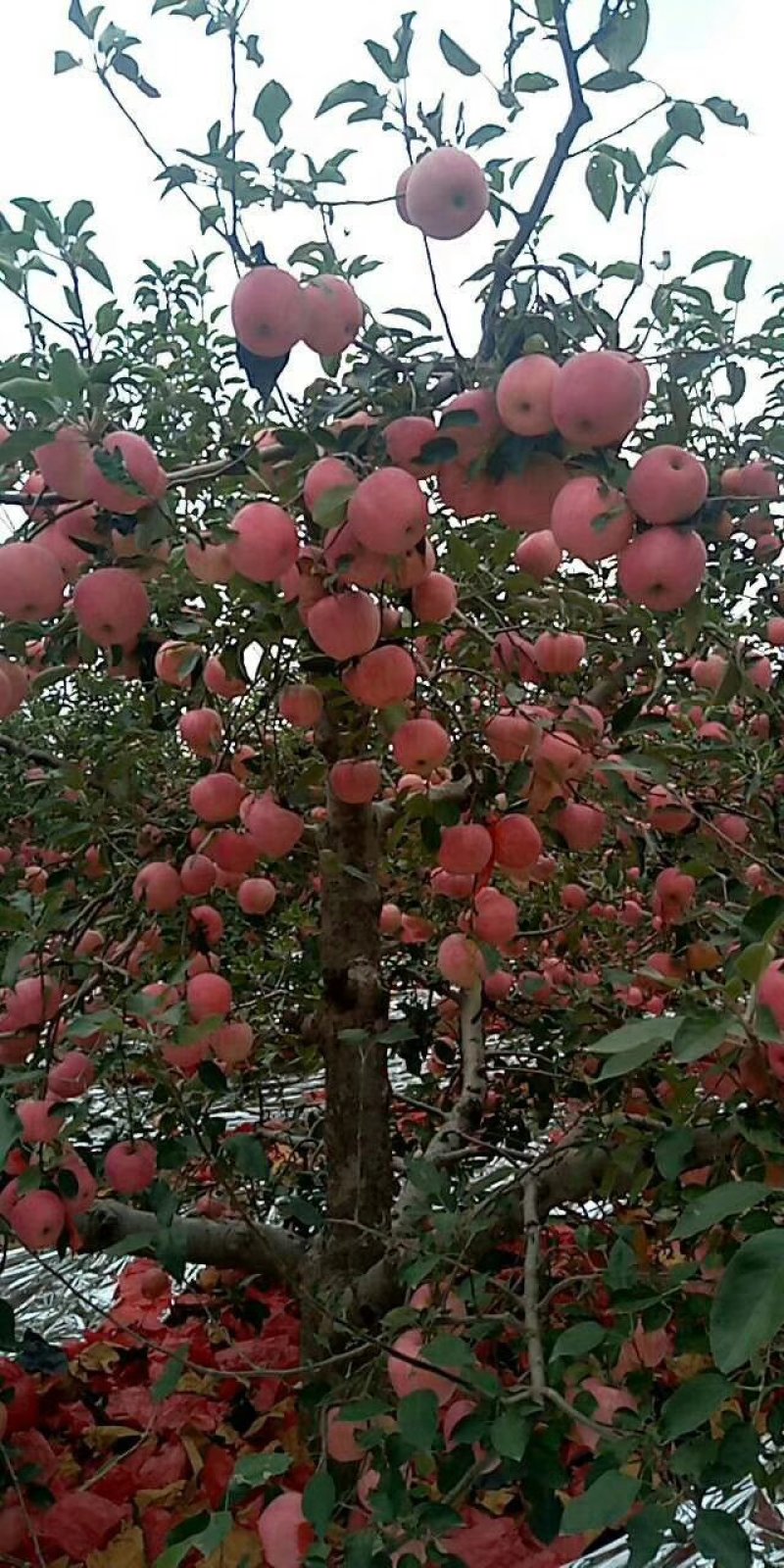 绥中县纸袋寒富苹果大量上市供应全国客商采购