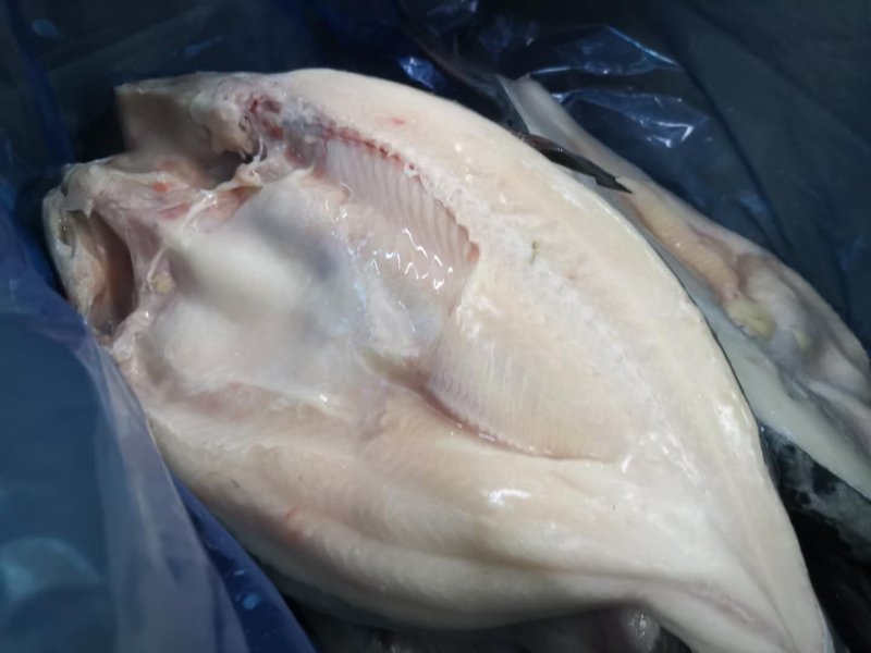 开背巴沙鱼清江鱼6-20条全规格包邮