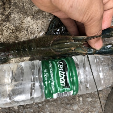 澳洲淡水龙虾