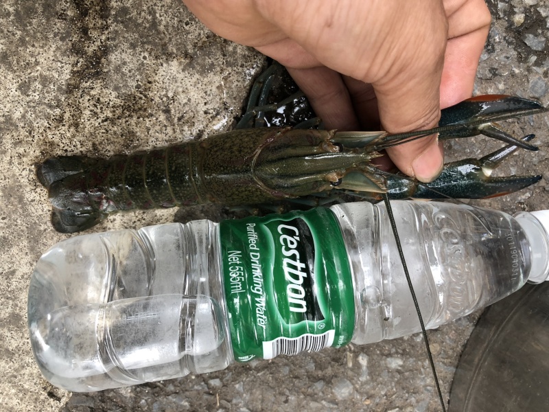 澳洲淡水龙虾