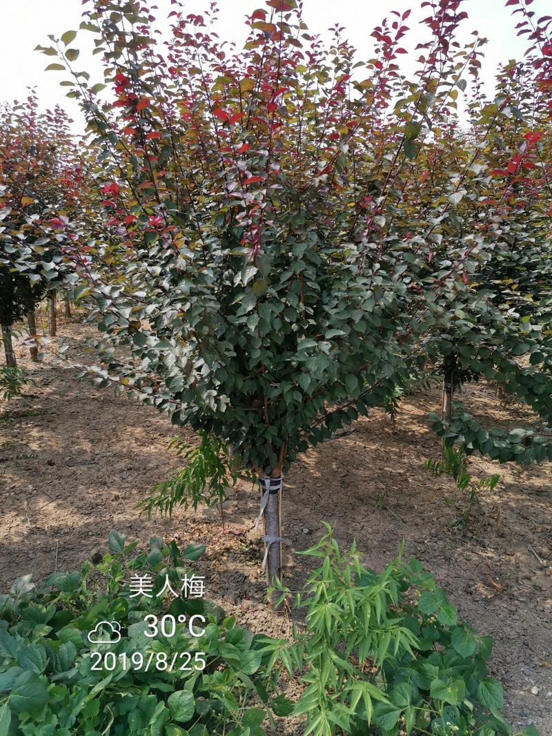 精品美人梅红梅苗圃直供8公分品种齐全梅花桃树嫁接榆叶梅