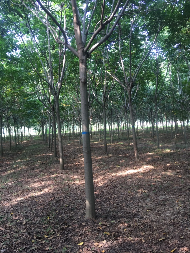 栾树13公分，基地直销，货源充足
