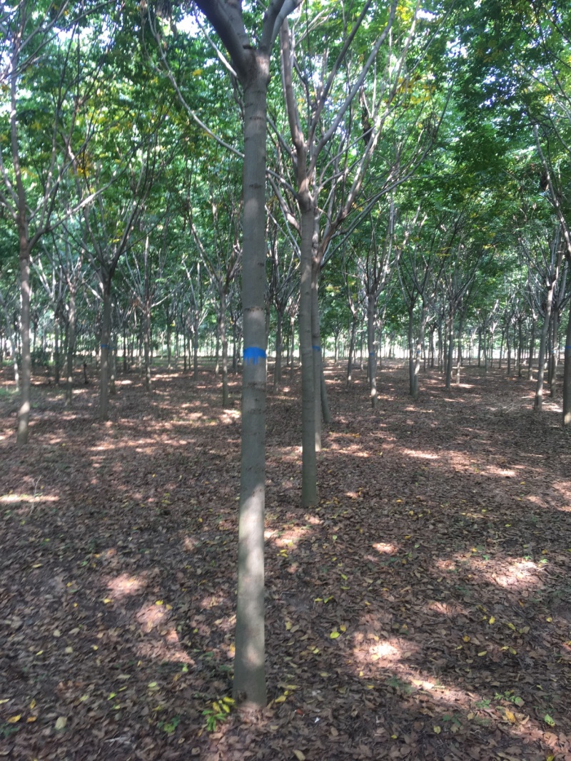 栾树13公分，基地直销，货源充足
