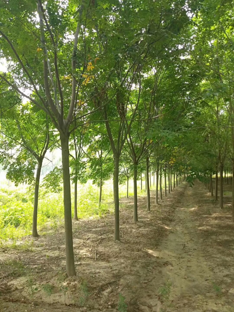 栾树13公分，基地直销，货源充足