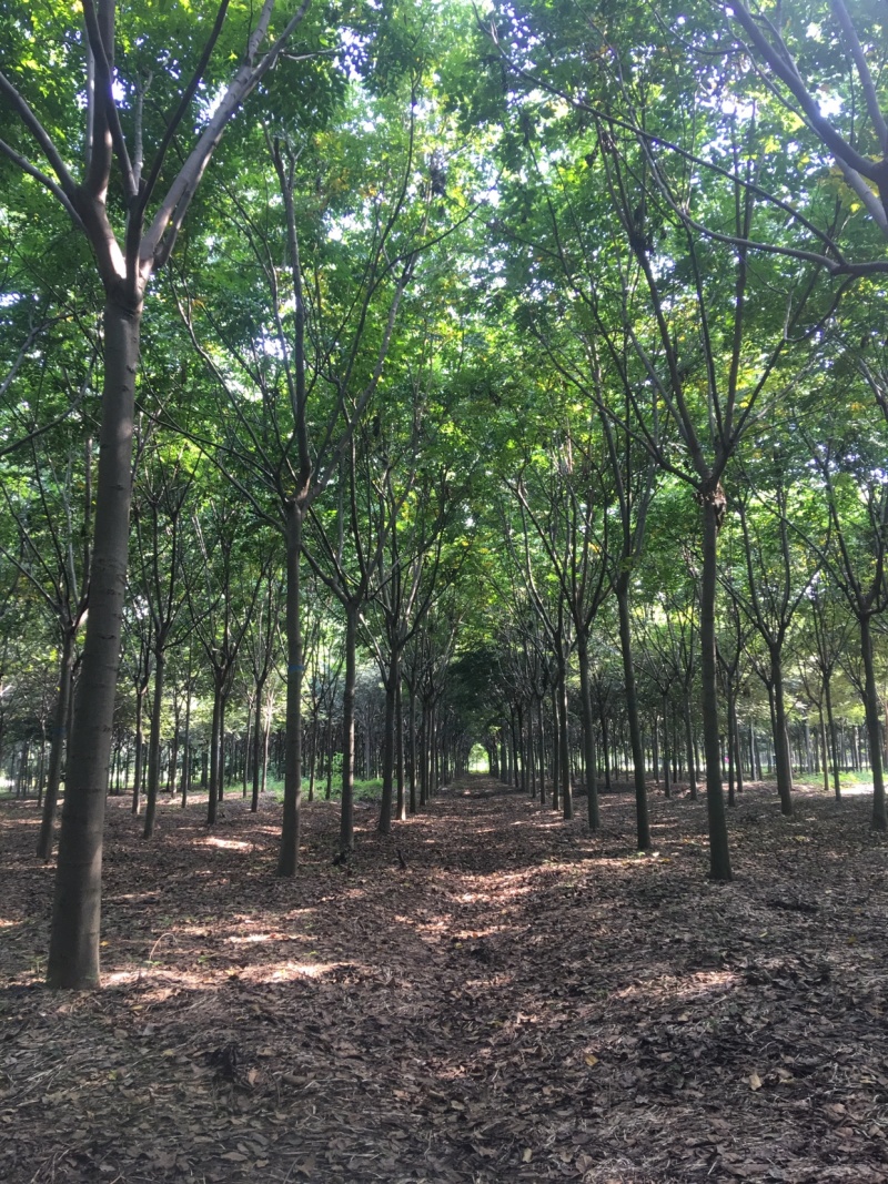 栾树13公分，基地直销，货源充足