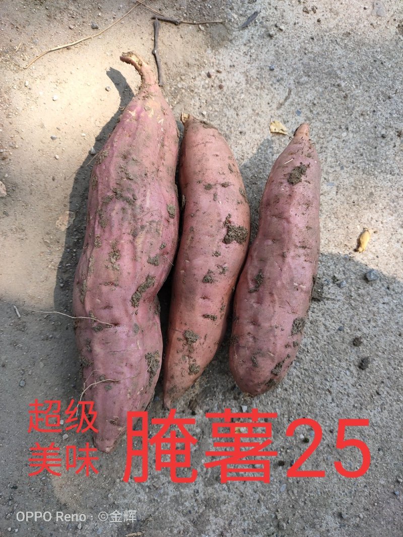红薯