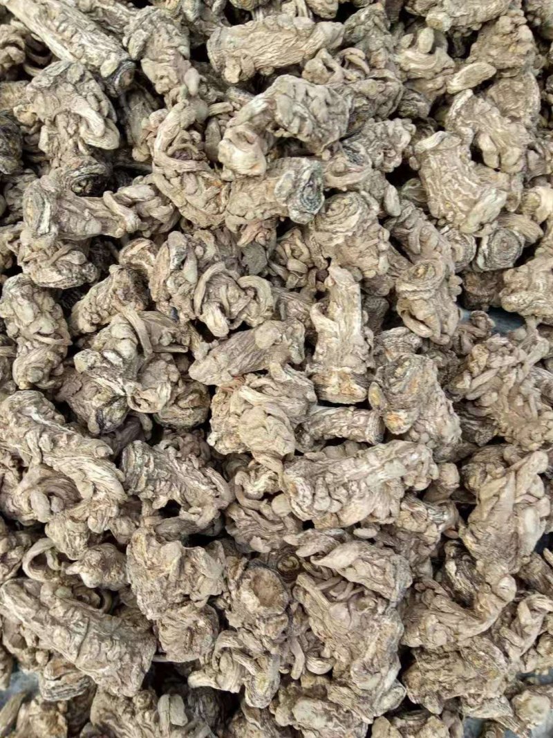无硫岷当归头，产生于甘肃高寒山区，霜降时节采挖，