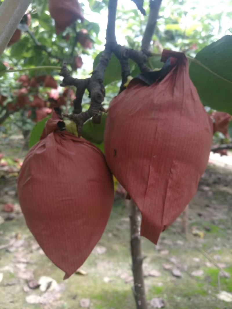 黄金梨