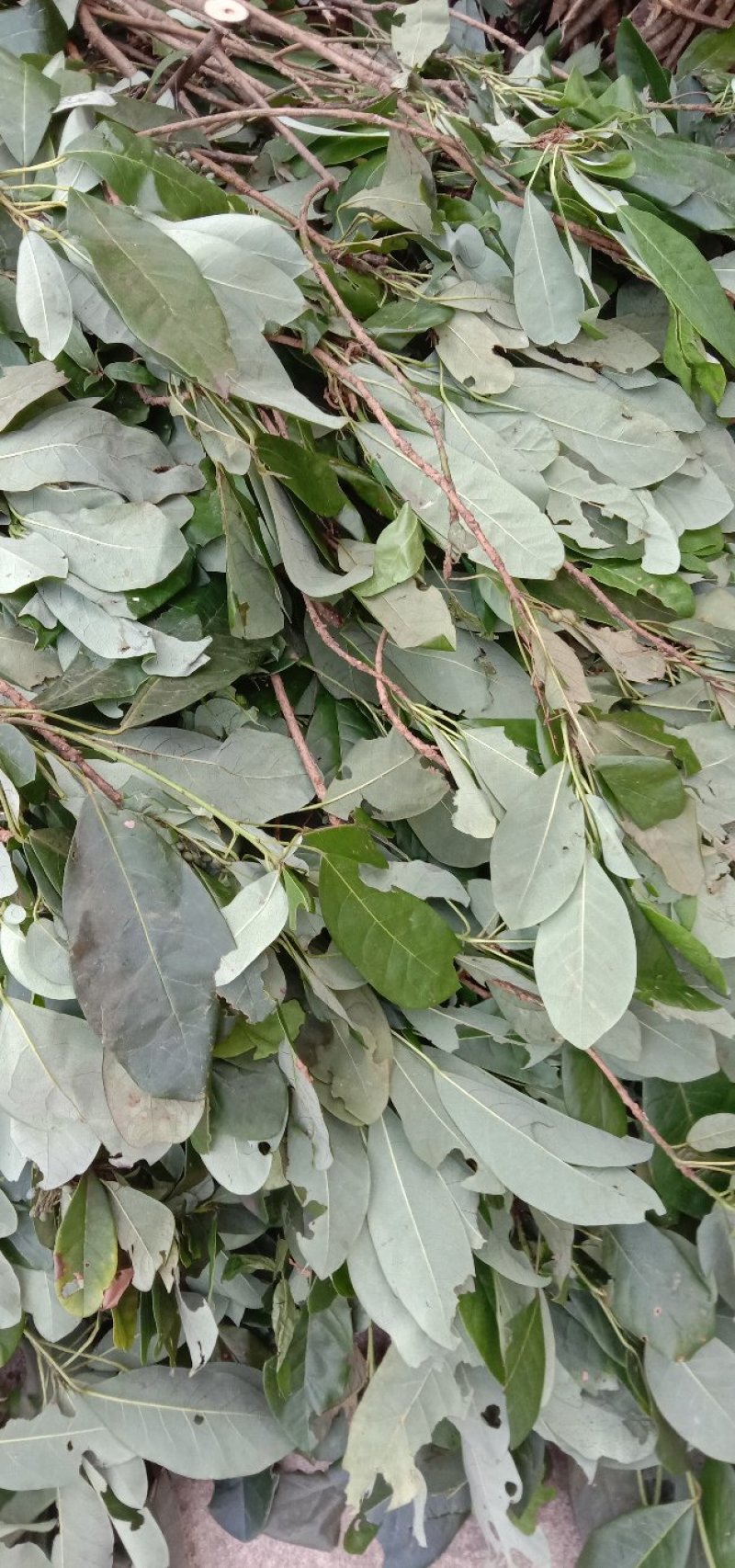 牛耳枫
