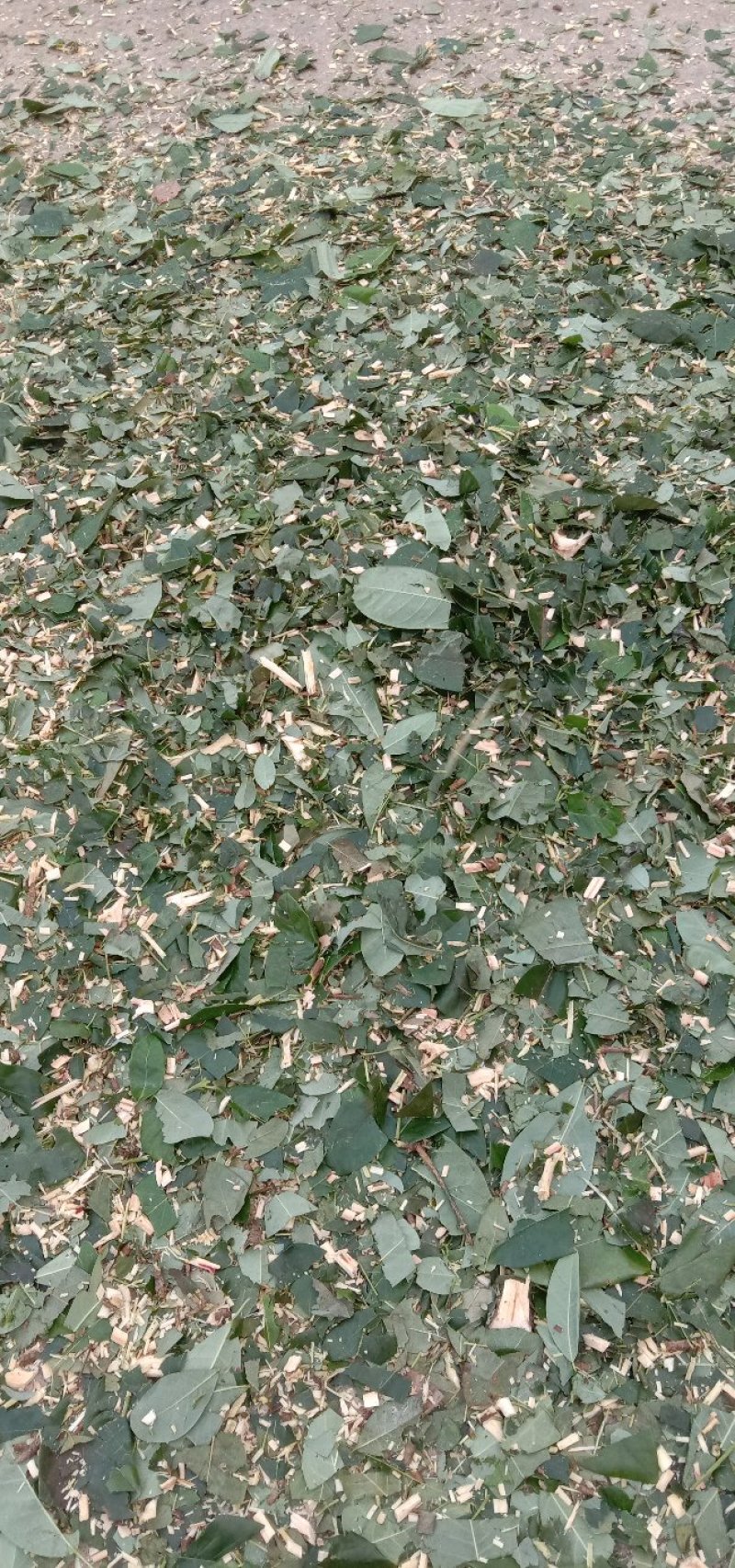 牛耳枫