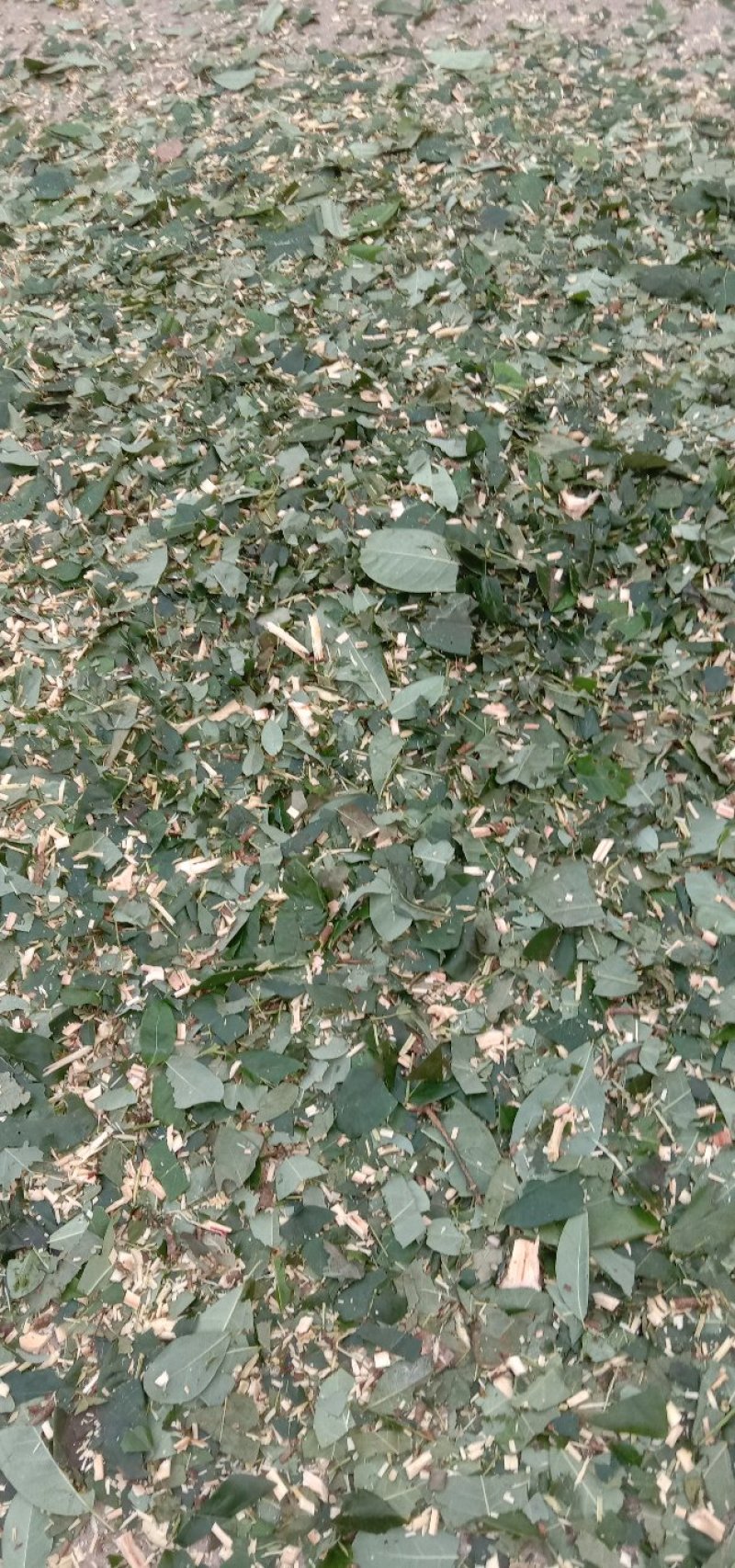 牛耳枫