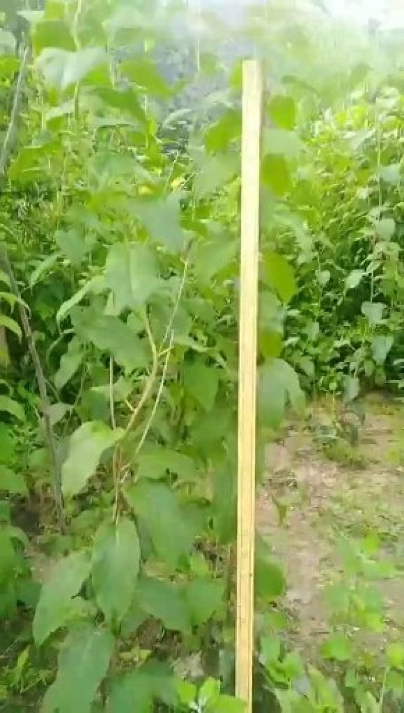 软枣子苗。价格便宜。品种多。需要的联系。