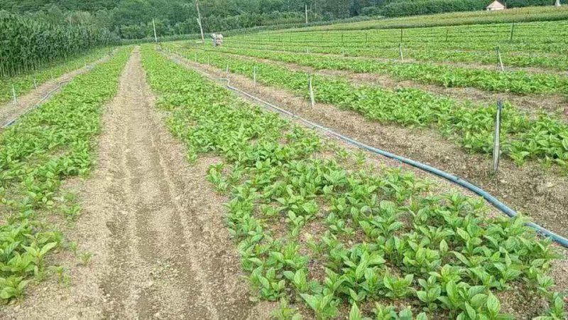 软枣子苗。价格便宜。品种多。需要的联系。