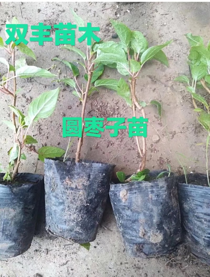 软枣子苗。价格便宜。品种多。需要的联系。