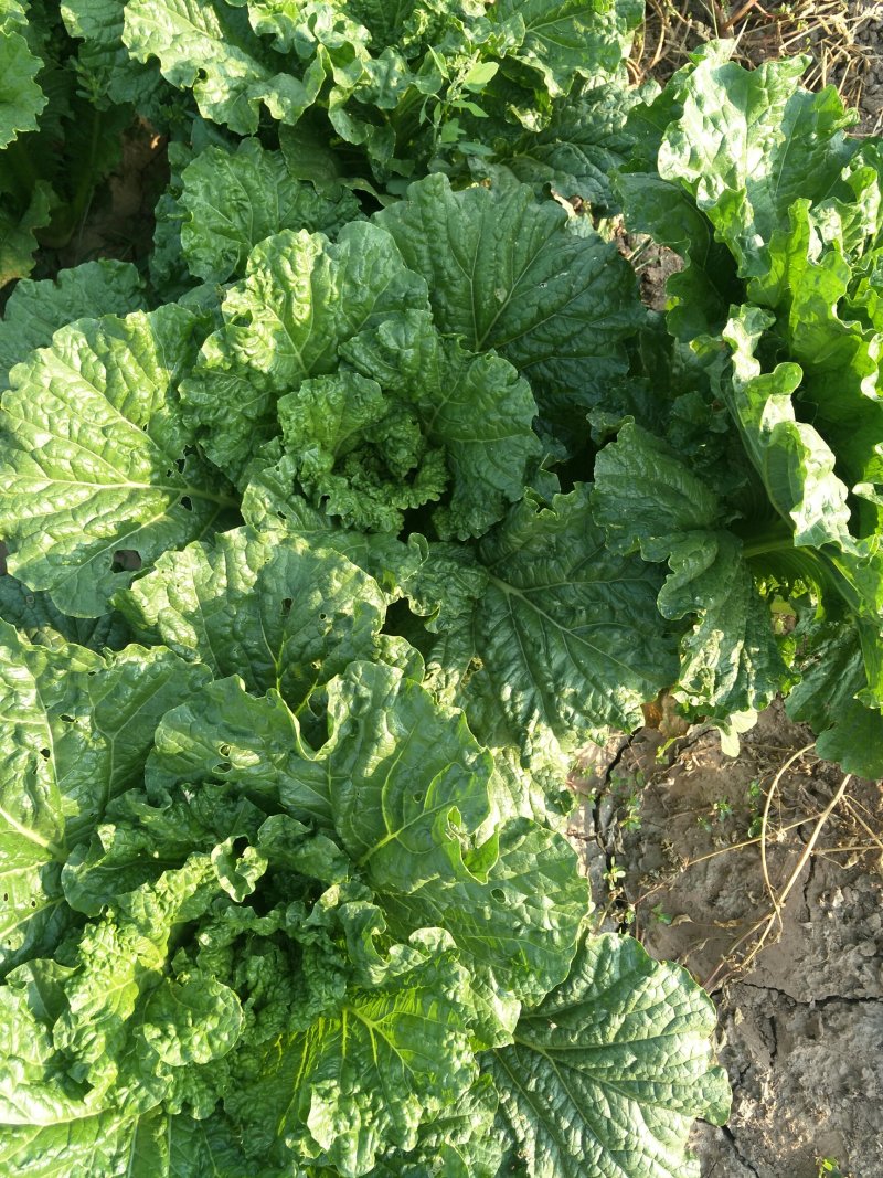 大白菜一手货源诚信经营，产地直销，全国对接采购商电联