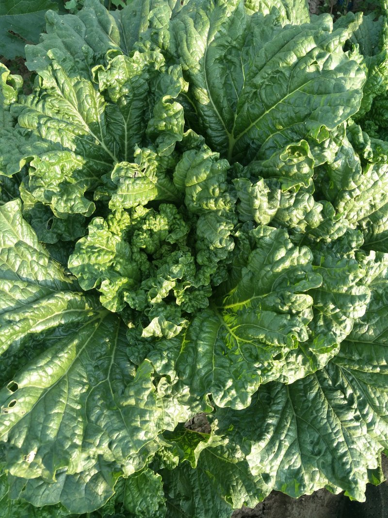 大白菜一手货源诚信经营，产地直销，全国对接采购商电联