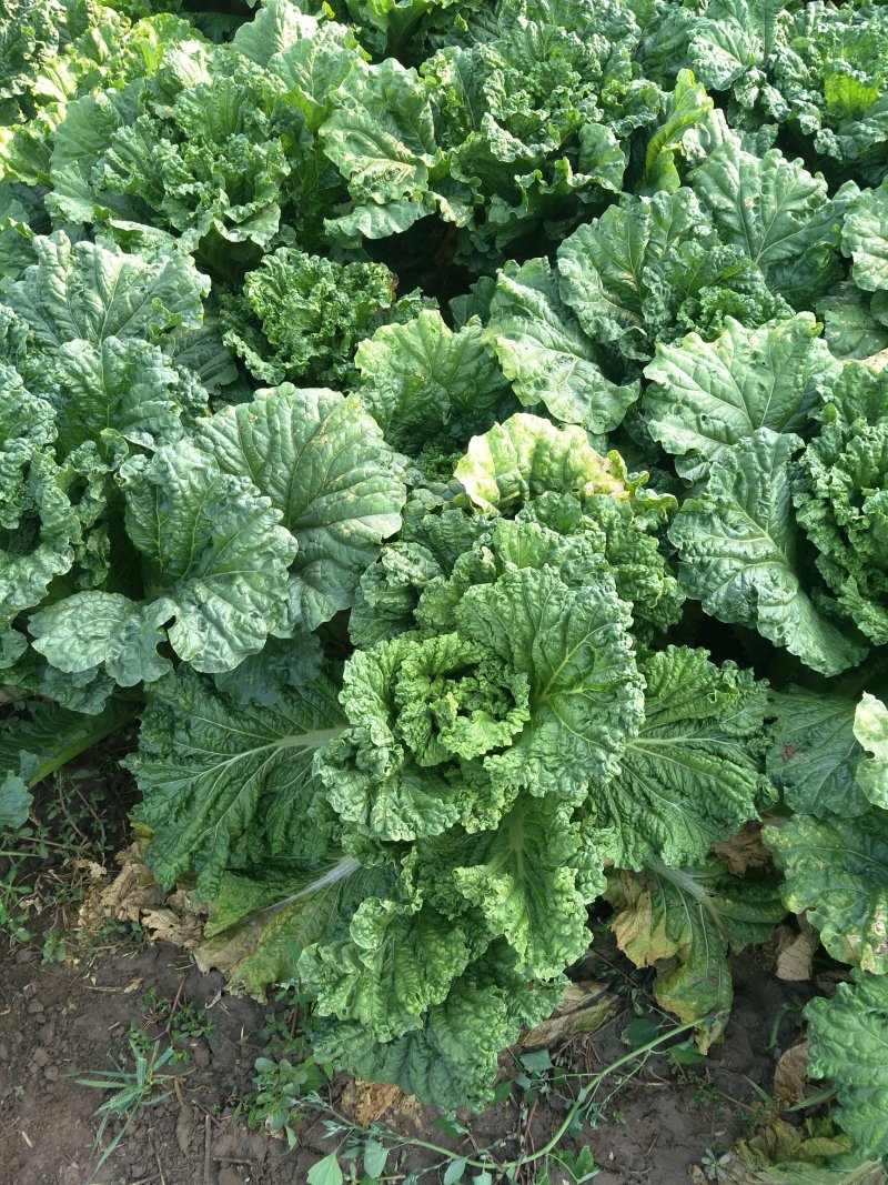 大白菜一手货源诚信经营，产地直销，全国对接采购商电联
