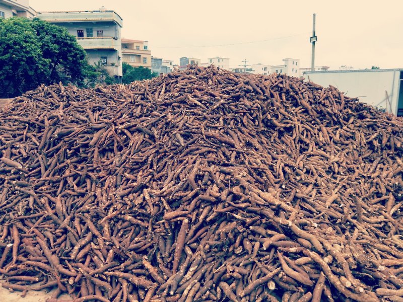 木薯白心8两以上基地直供