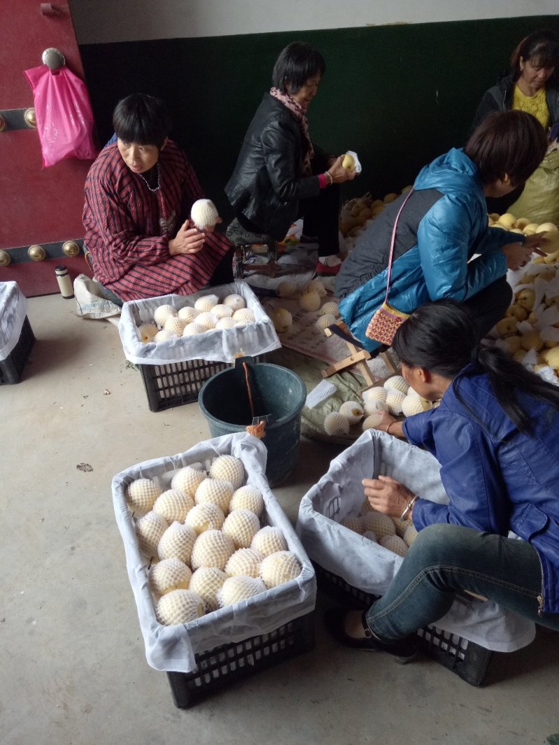 砀山酥梨口感脆甜，汁多杂少货源充足等待出嫁