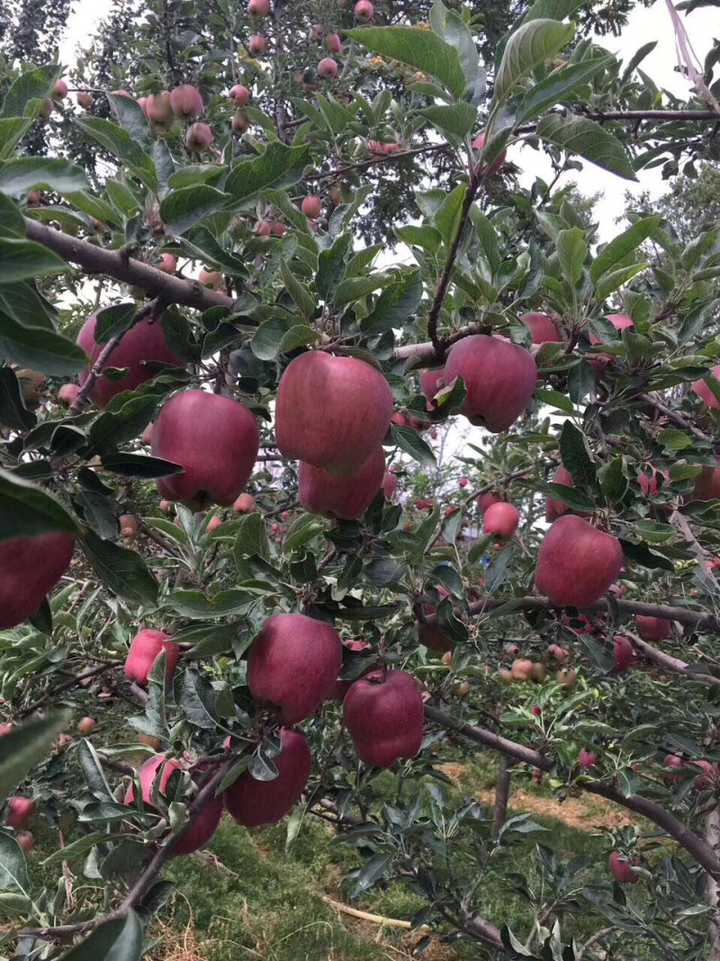 天水花牛苹果