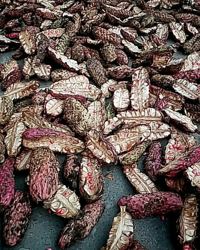 厚朴种，基地直销，量大从优。