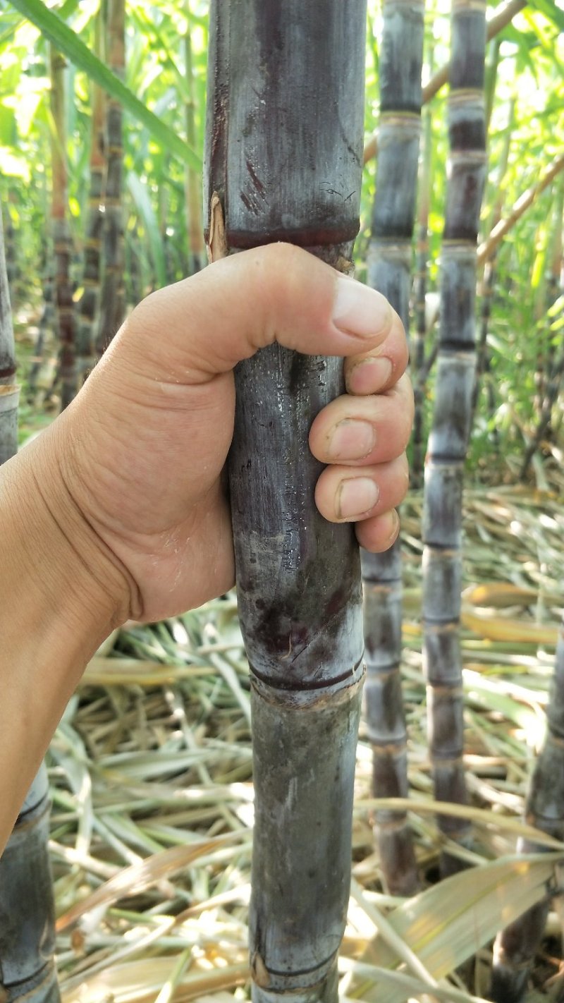 山东黑皮甘蔗苗、甘蔗种子、酥、脆、甜，（包种植成功技术）