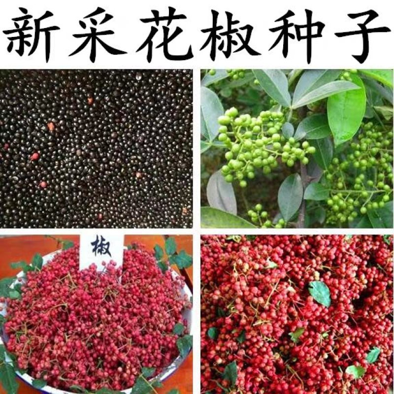 正宗藤椒种子一斤藤椒种子一斤花椒种子新种子