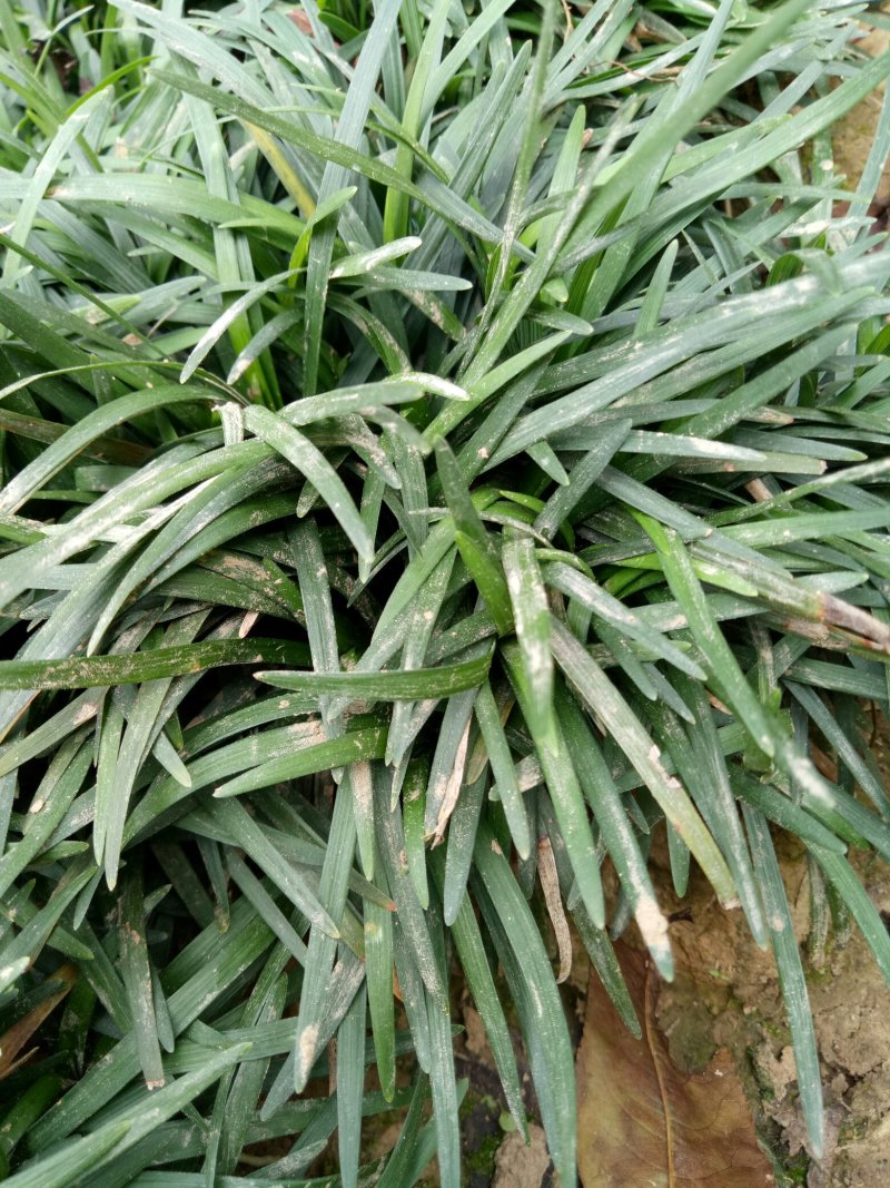 日本玉龙草地被植物，护坡草皮