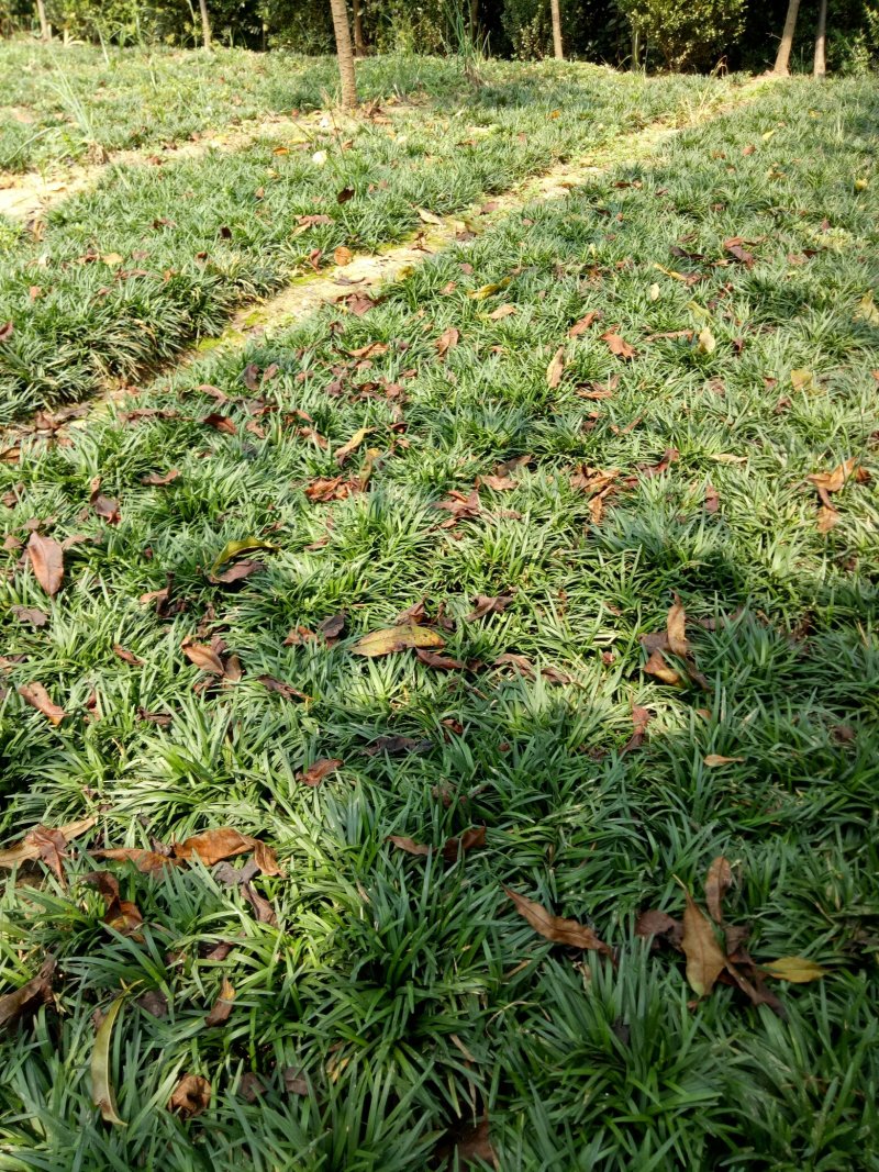 日本玉龙草地被植物，护坡草皮