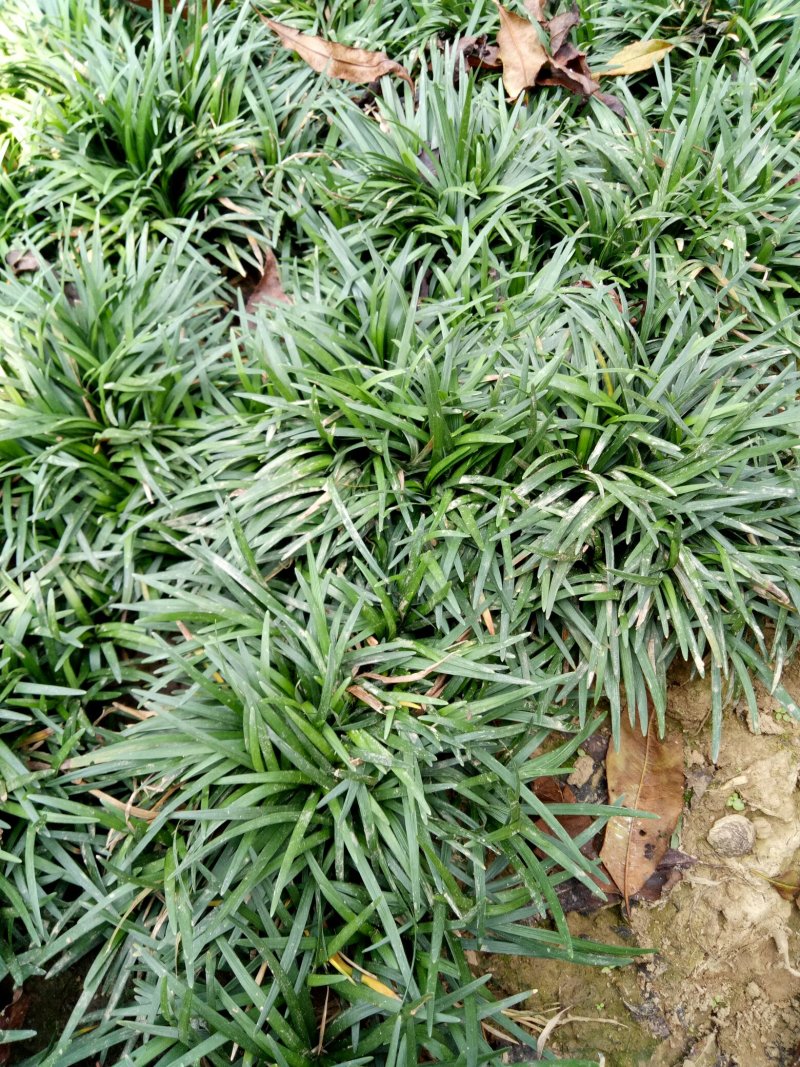 日本玉龙草地被植物，护坡草皮