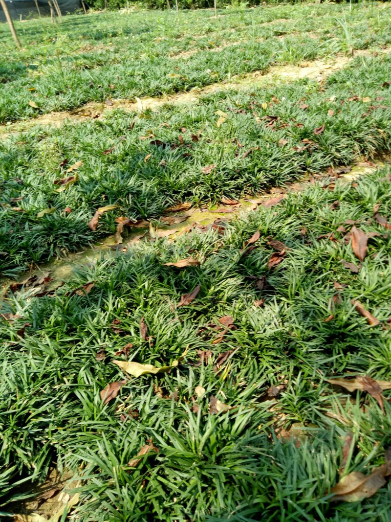 日本玉龙草地被植物，护坡草皮