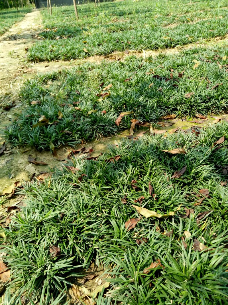 日本玉龙草地被植物，护坡草皮