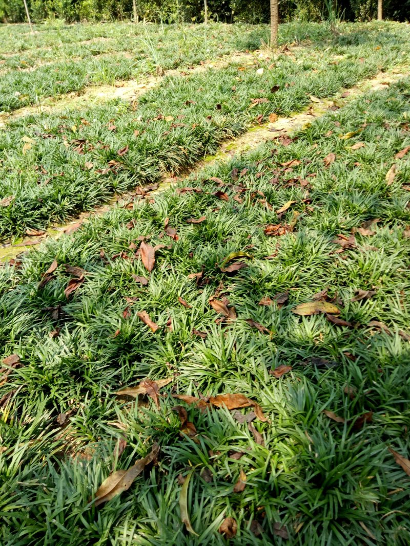 日本玉龙草地被植物，护坡草皮