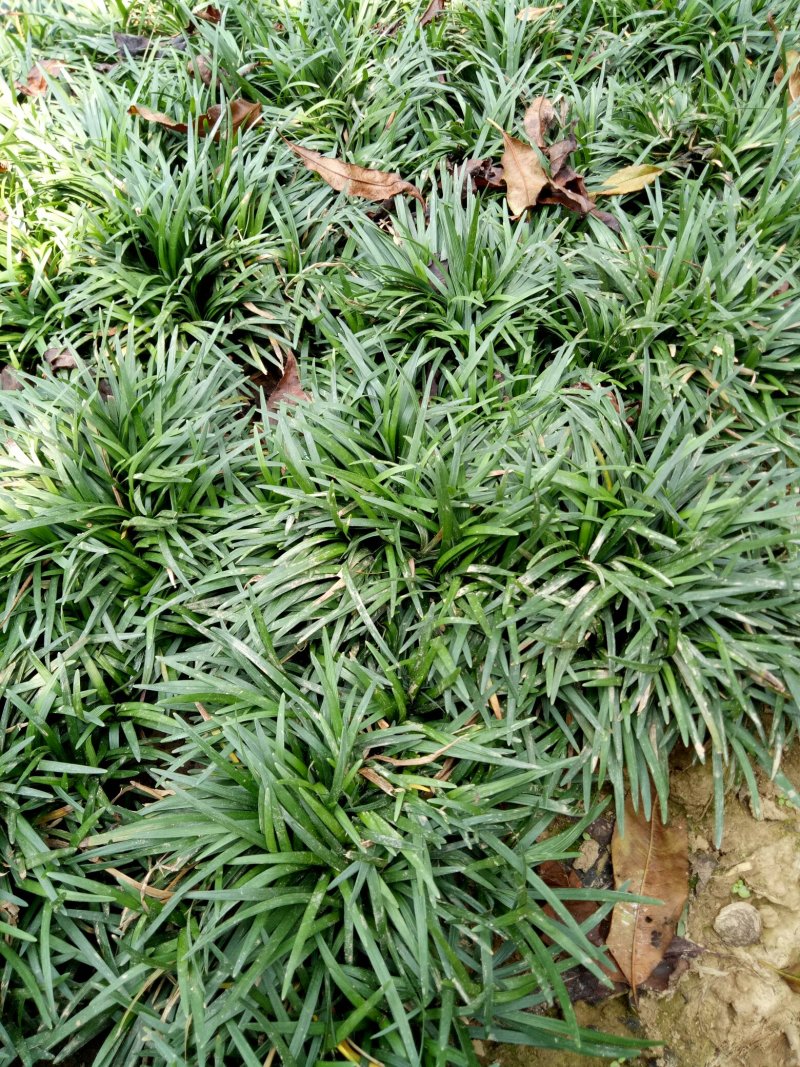 日本玉龙草地被植物，护坡草皮