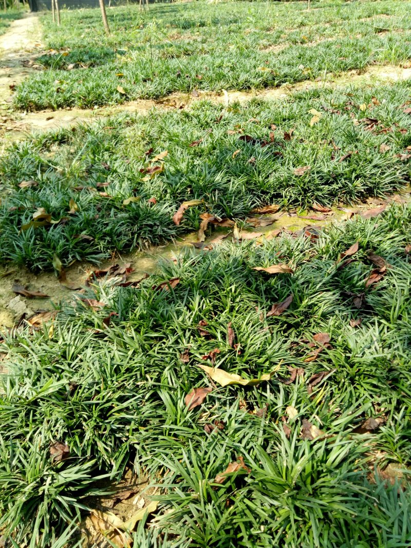 日本玉龙草地被植物，护坡草皮