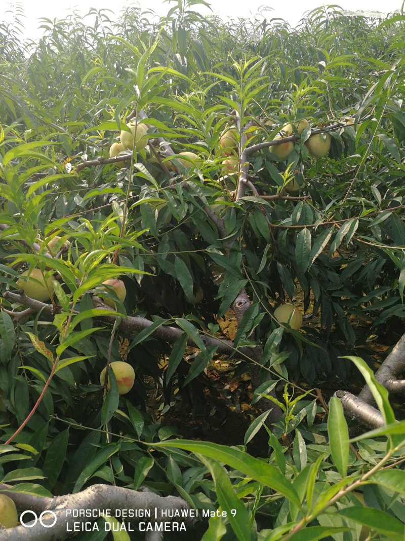 甜蜜桃