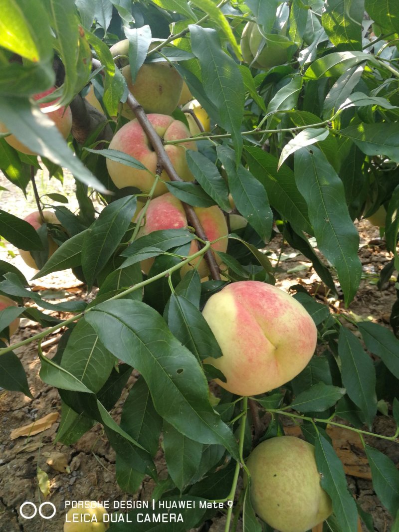 甜蜜桃