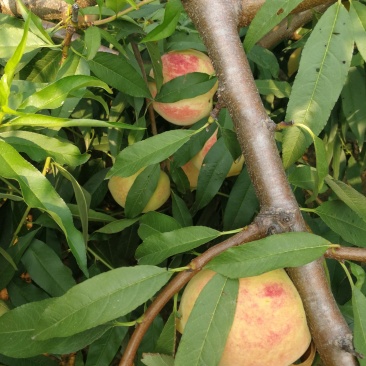 甜蜜桃