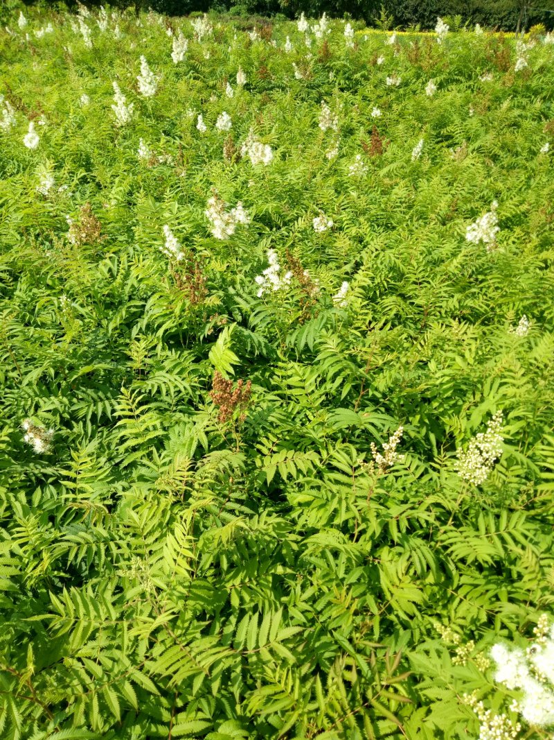 珍珠梅工程绿化苗珍珠梅花梅