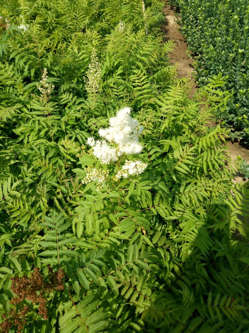 珍珠梅工程绿化苗珍珠梅花梅
