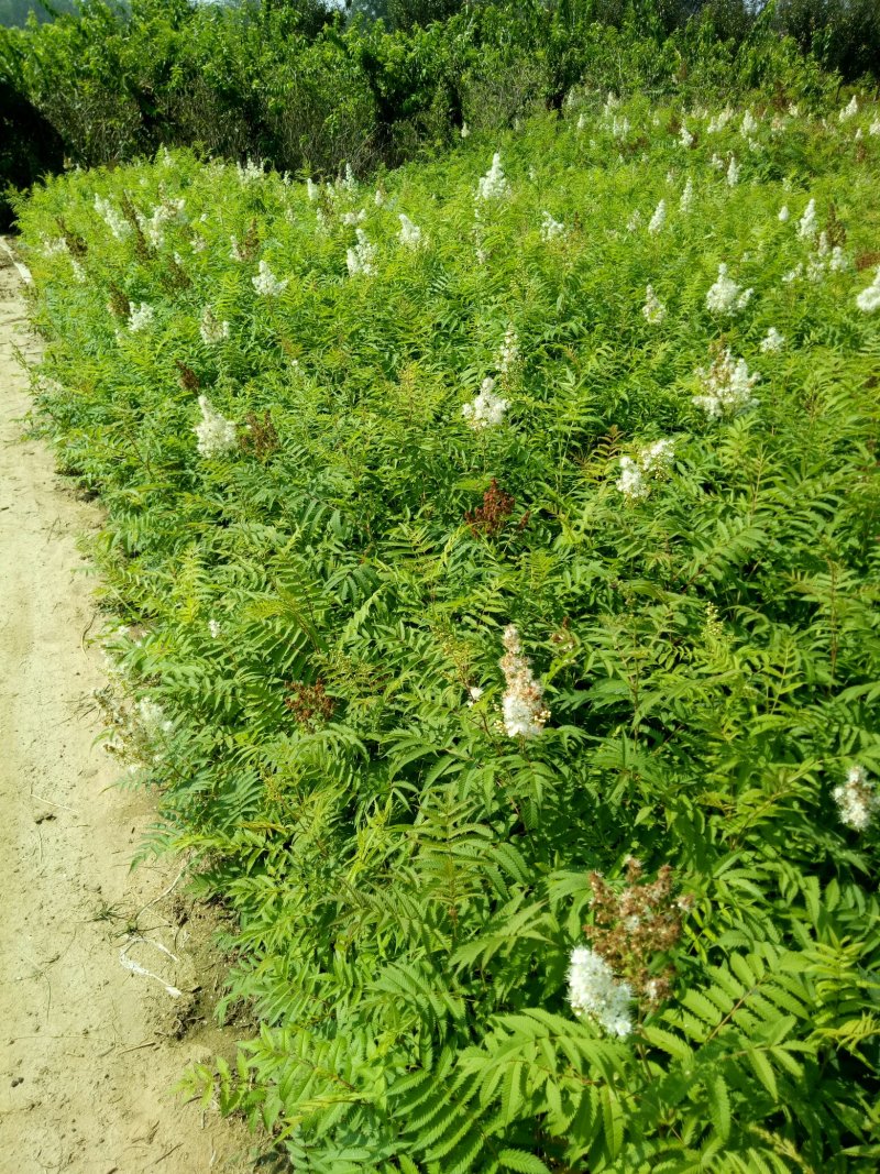 珍珠梅工程绿化苗珍珠梅花梅