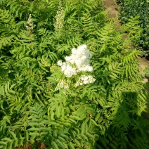 珍珠梅工程绿化苗珍珠梅花梅