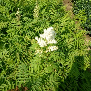 珍珠梅工程绿化苗珍珠梅花梅