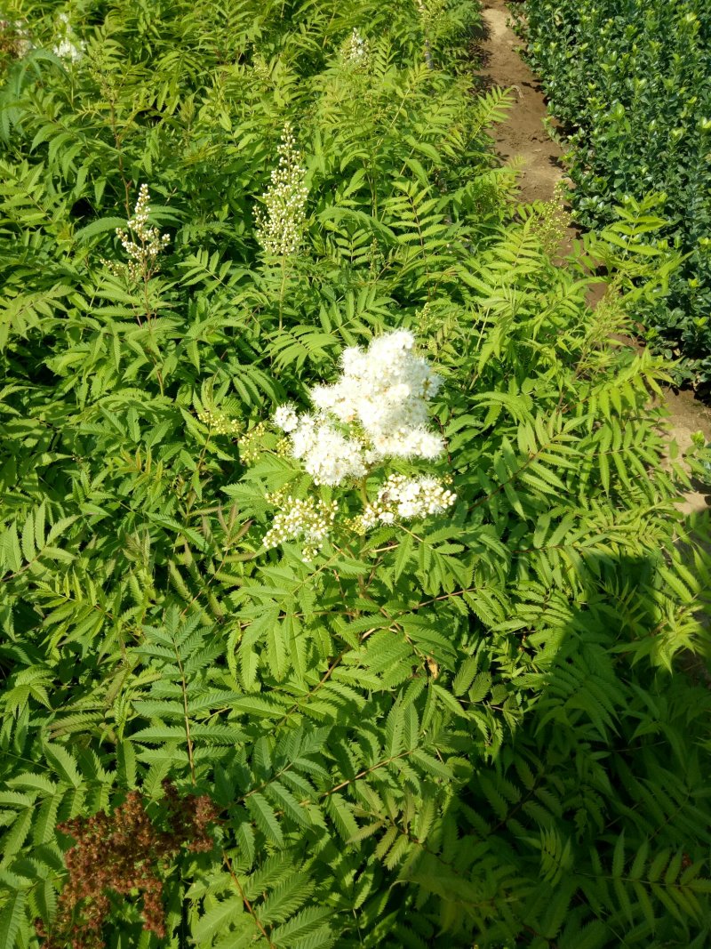 珍珠梅工程绿化苗珍珠梅花梅