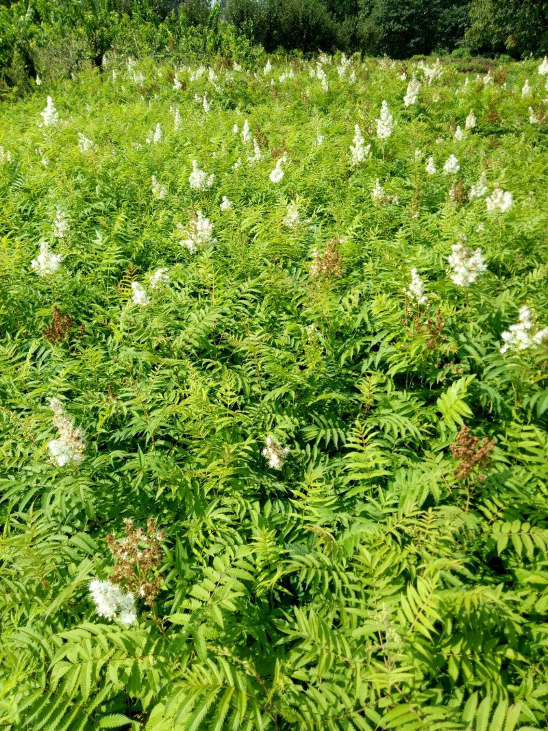 珍珠梅工程绿化苗珍珠梅花梅